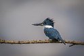 078 Tarcoles, amerikaanse reuzenijsvogel